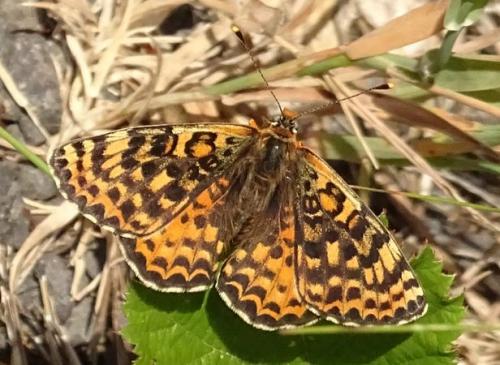 Réf. 234 976 : Melitaea didyma
